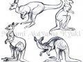 Animal_Studies___Kangaroos_by_DragonRider03.jpg
